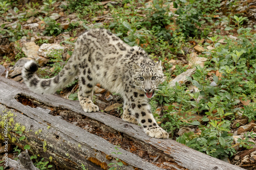 Snow Leopard, threatened species, native to central and south Asia. © Danita Delimont
