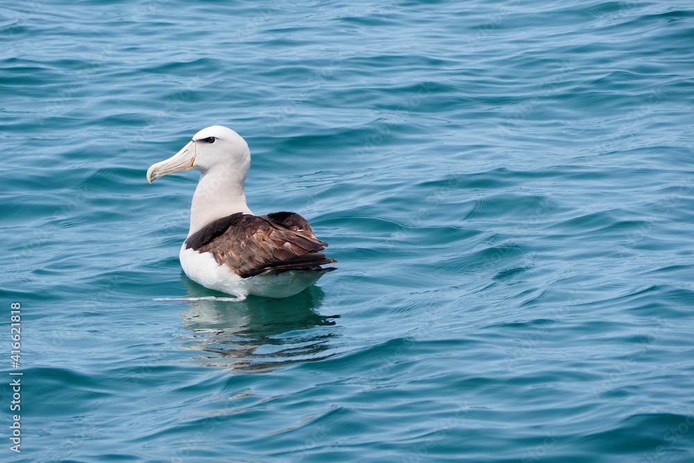 seagull in the water seagull in the water