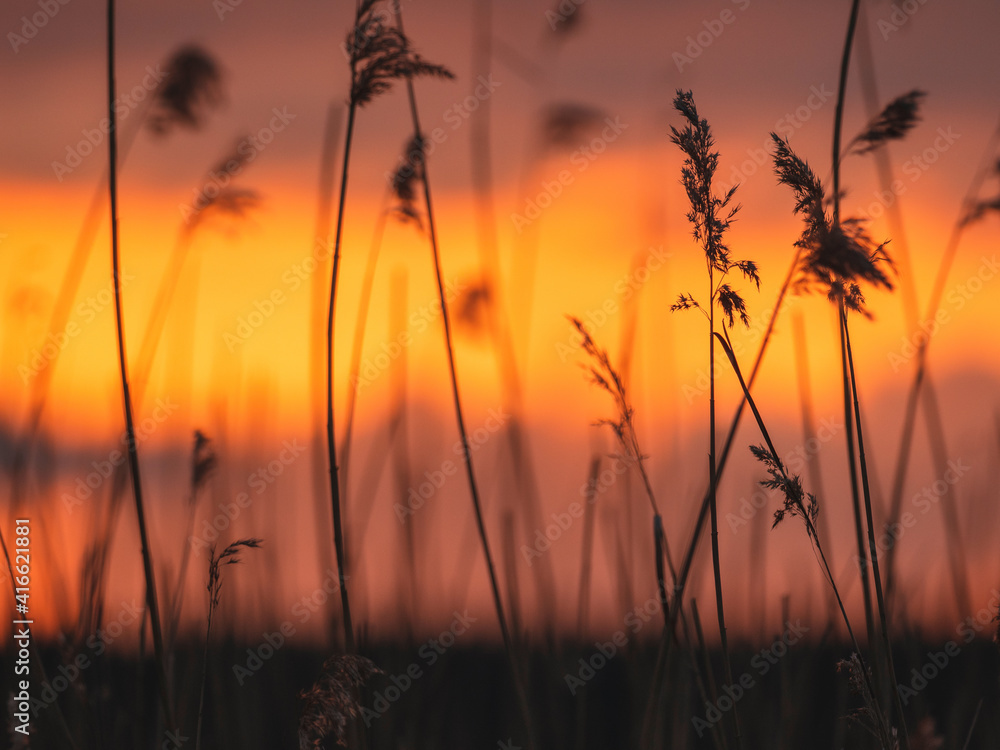 Silhouettes of reeds at beautiful sunset