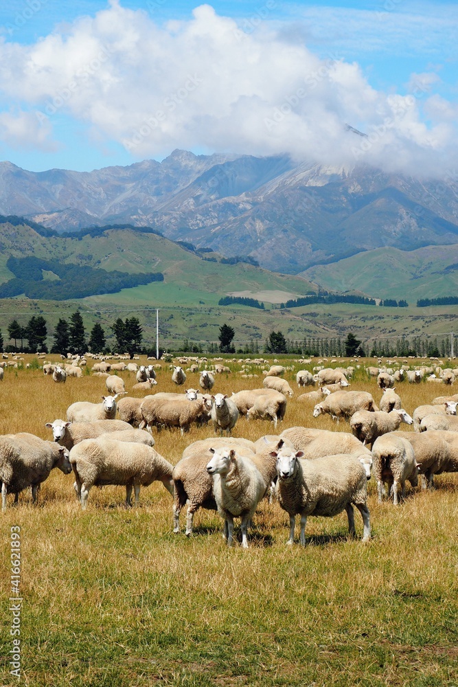 Fototapeta premium flock of sheep