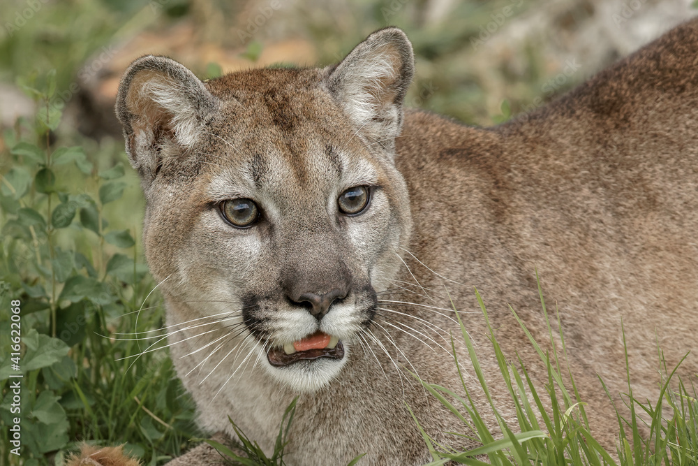 Naklejka premium Mountain Lion, Puma.