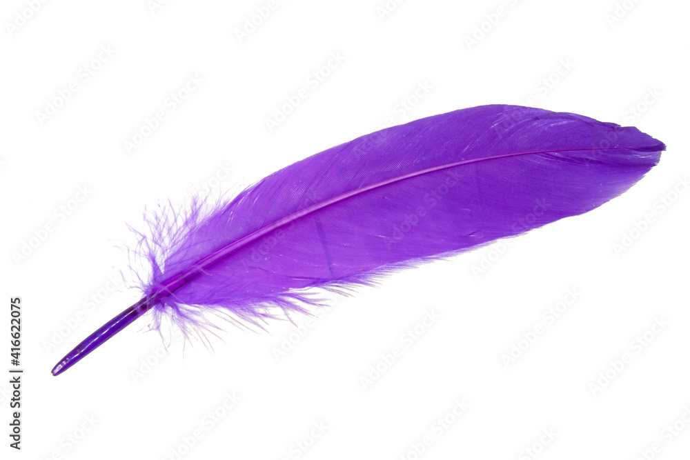 Elegant magenta purple feather isolated on the white background Elegant magenta purple feather isolated on the white background