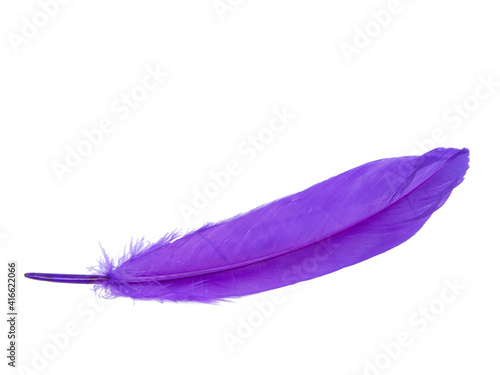 Elegant magenta purple feather isolated on the white background