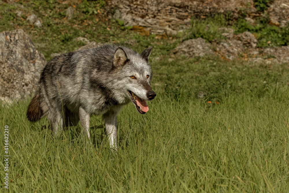 Timber Wolf. Timber Wolf.