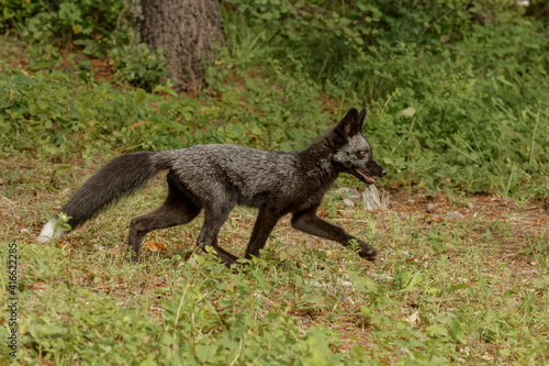 Silver Fox, a melanism form of the red fox. © Danita Delimont
