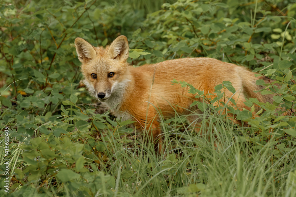 Red Fox.