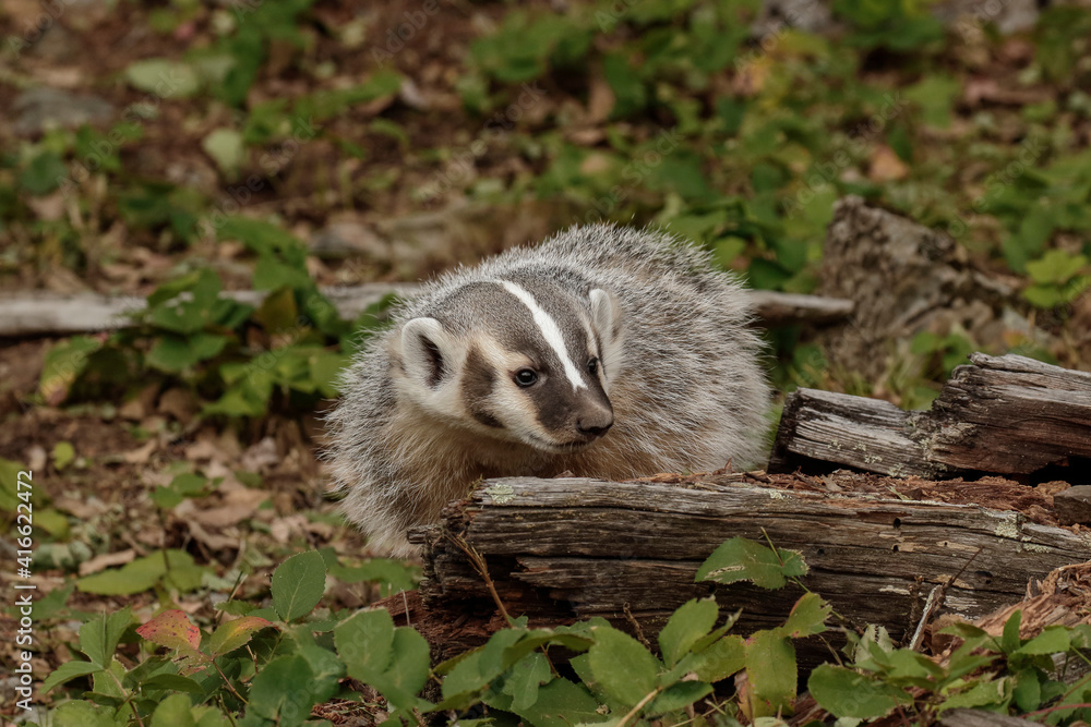 Fototapeta premium American Badger.