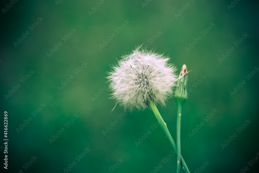 Dandelion flower head releasing its seeds close up macro photo with bokeh background out of focus due to shallow depth of field and vignetting. Dandelion macro photo green color tone.