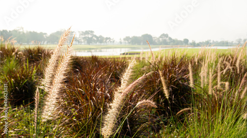 Roadside grass flowers in t...