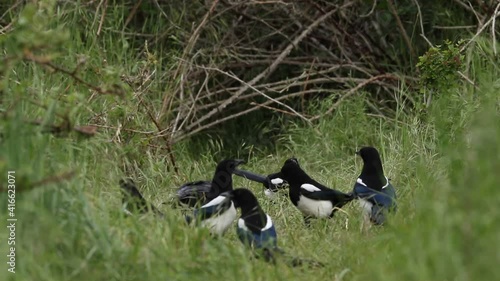 A Crow and Magpies are feeding on the foxes food at the entrance to the den, when a cute wild fox cub, Vulpes vulpes, runs out and continues eating the food bought in by the vixen for the cubs.