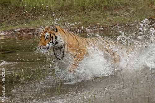 Bengal Tiger running and leaping through small pond, endangered species.