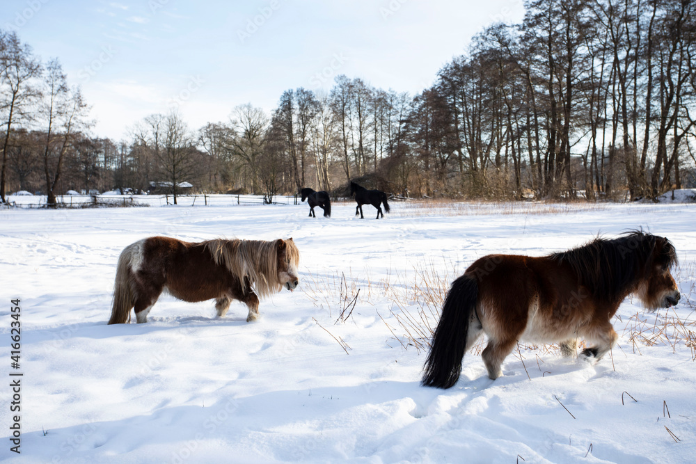 Naklejka premium Zwei Pony's und Friesen Pferde rennen auf dem Schneefeld, toben und freuen sich