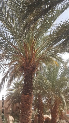 palm tree in the sun © Beladi Sce