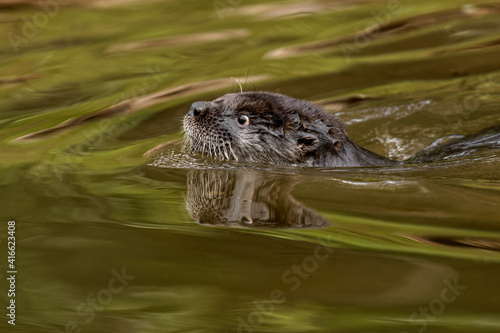 Fototapeta Naklejka Na Ścianę i Meble -  North American River Otter.