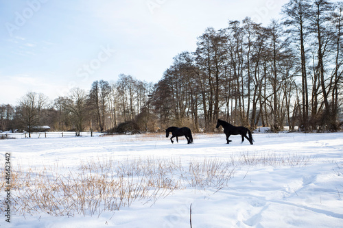 Freisen Pferde laufen auf dem Feld im Schnee