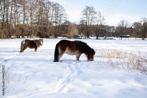 Zwei Pony's stehen auf dem Schnee auf dem Feld