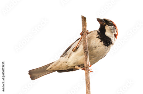 Sparrow bird isolated. House sparrow songbird (Passeridae, Passer domesticus) perching on dry sunflower stem isolated cut out white background close photo. Sparrow bird wildlife design element. photo