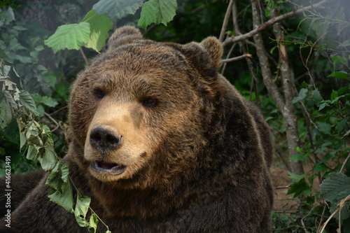 Portrait eines Braunbär im Bärenrefugium in Kuterevo Kroatien photo