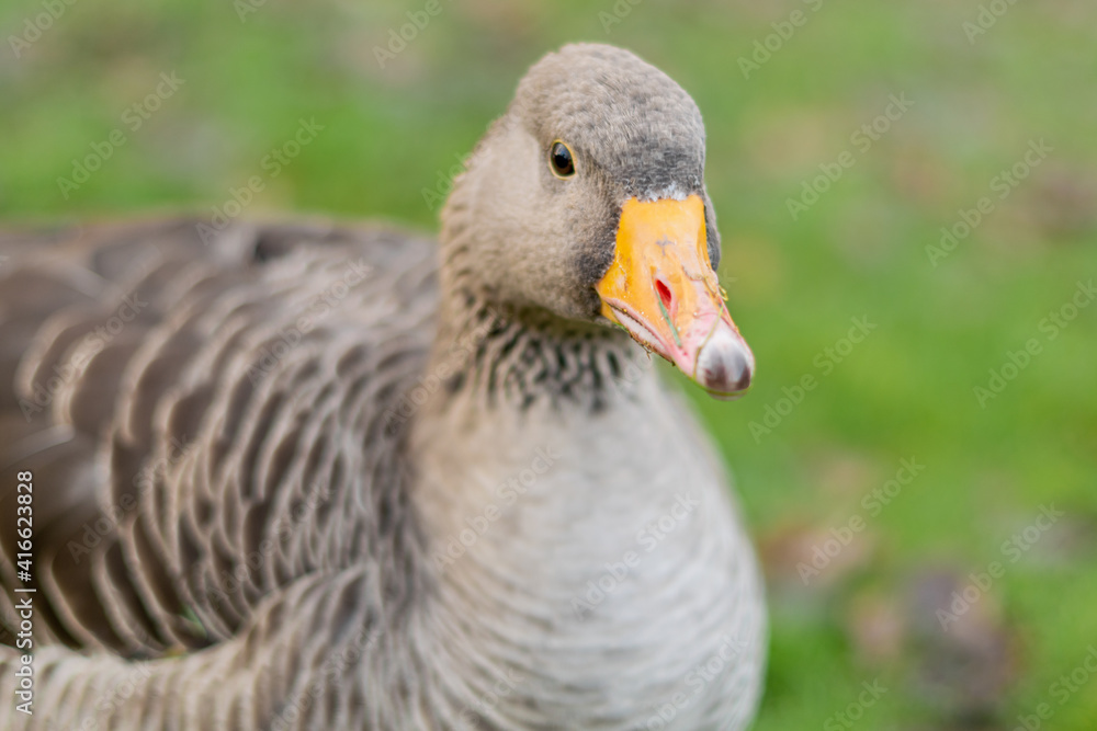 Closeup on a head of beautiful greylag goose walking on the pavement. brown patterned big bird in the park looking for food, the largest and bulkiest of the wild geese native to the UK and Europe Closeup on a head of beautiful greylag goose walking on the pavement. brown patterned big bird in the park looking for food, the largest and bulkiest of the wild geese native to the UK and Europe