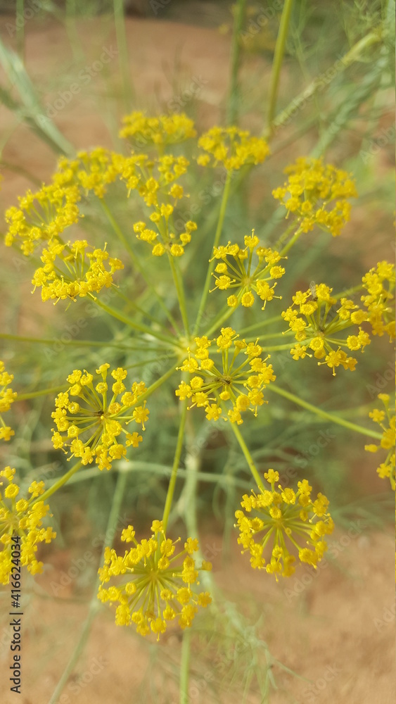 Fototapeta premium yellow flowers in the field