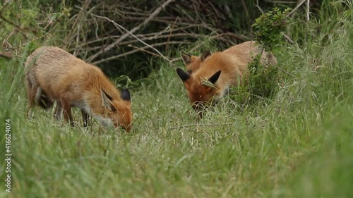 Two female Red Foxes, Vulpes vulpes and their cute cubs, feeding at the entrance to the den.	