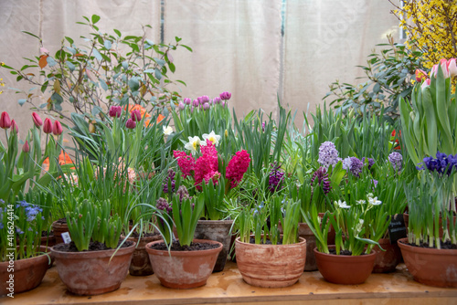 Many ceramic pots with bright flowers are arranged in a row.