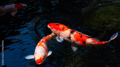 Fancy Koi fish or Fancy Car...
