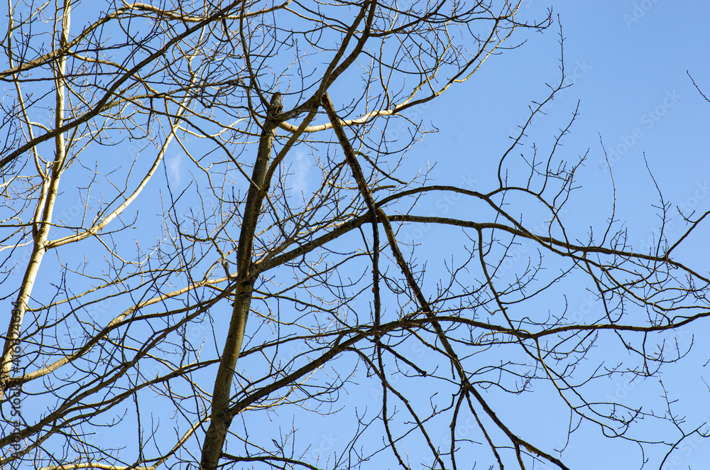 Broken tree branch with no leaves against blue sky with trunk and branches Broken tree branch with no leaves against blue sky with trunk and branches