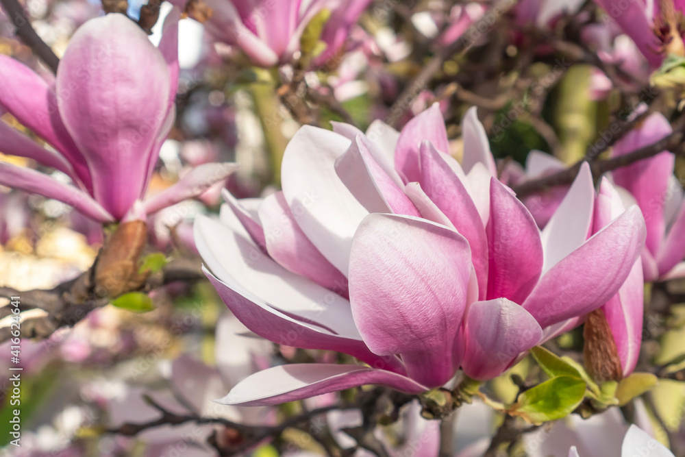 Fototapeta premium Beautiful magnolia flower close up