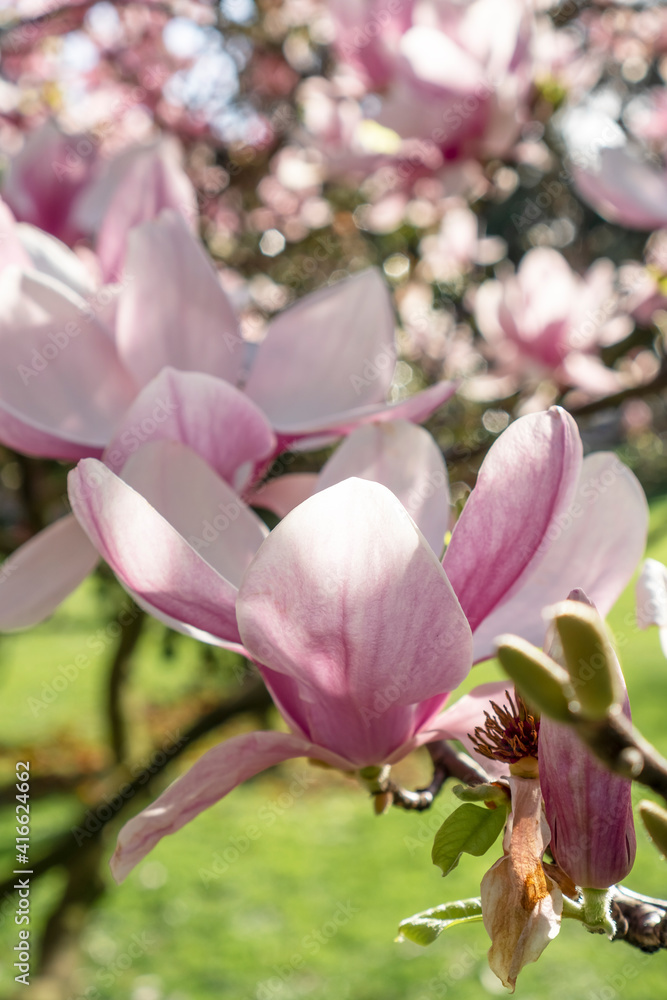 Beautiful purple magnolia flower close-up