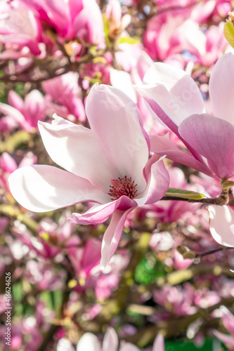 Lovely flower of a beautiful magnolia tree close-up