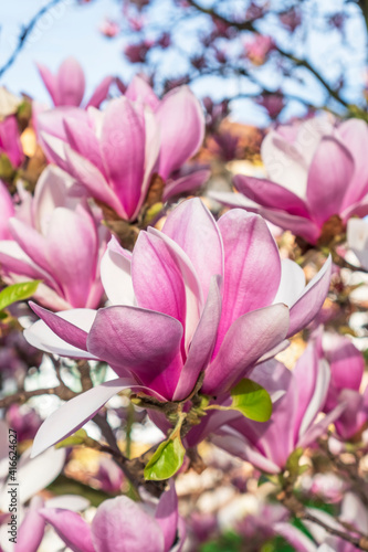 Blooming beautiful magnolia tree. Lovely flowers
