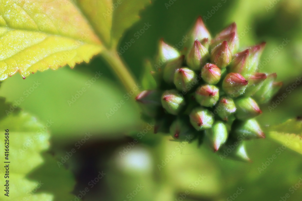 Macro of ninebark flowers with green leaves Macro of ninebark flowers with green leaves