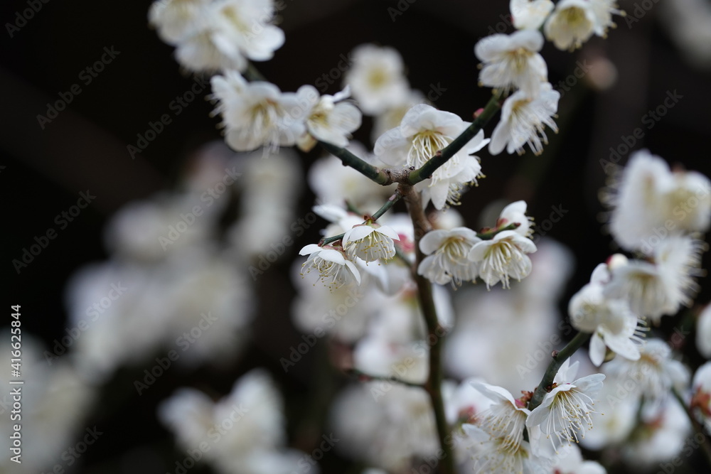 plum flower in blossom plum flower in blossom