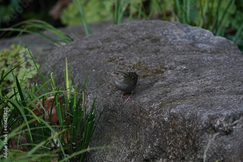 gray bunting on the rock