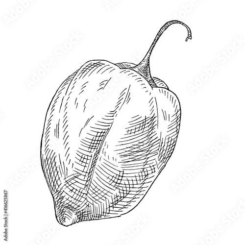 Whole pepper habanero. Vintage hatching vector black illustration.