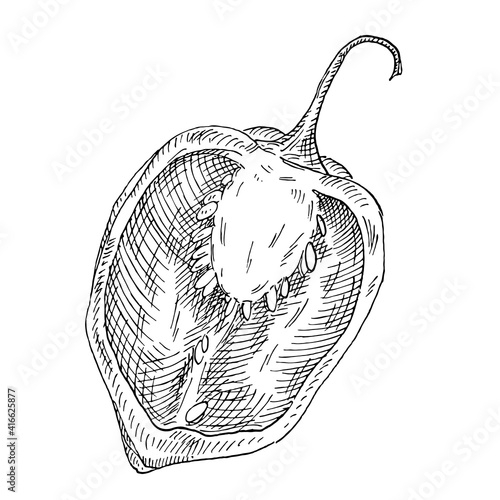 Whole pepper habanero. Vintage hatching vector black illustration.