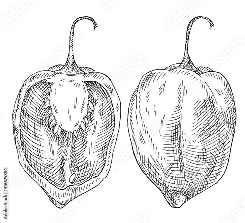 Whole and half pepper habanero. Vintage hatching vector black illustration.