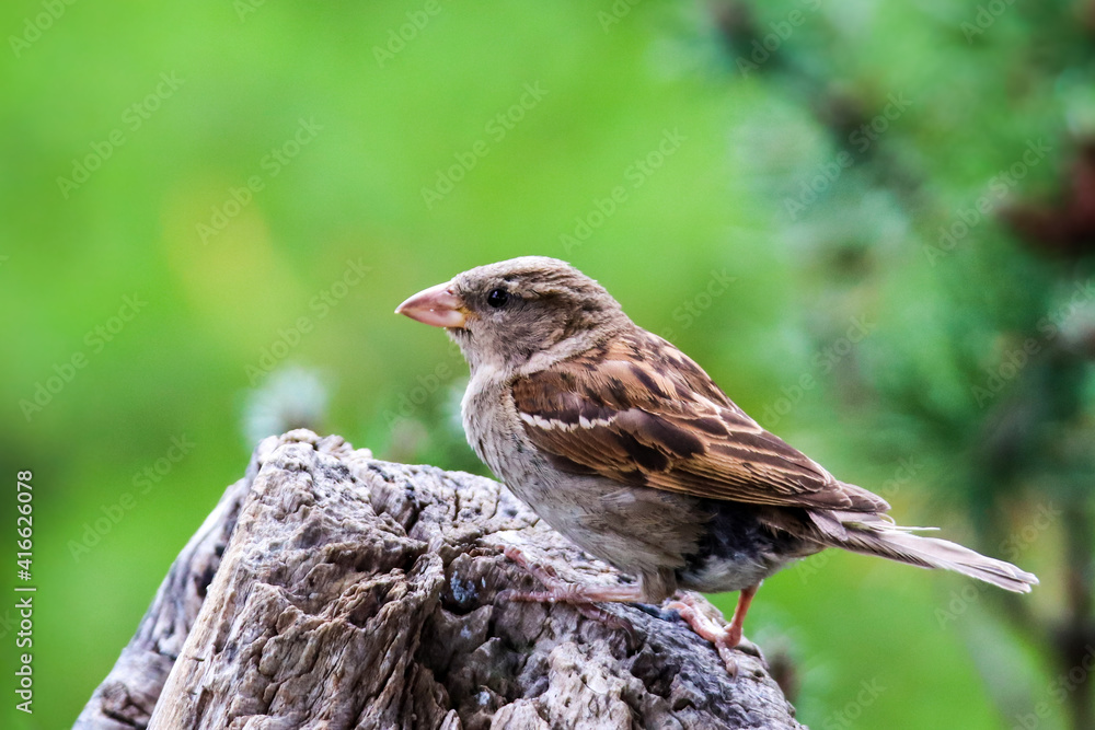 Sparrow bird perched sitting on tree. Male house sparrow songbird (Passer domesticus) sitting and singing on tree trunk amidst green leaves close up photo. Bird wildlife scene. Sparrow bird perched sitting on tree. Male house sparrow songbird (Passer domesticus) sitting and singing on tree trunk amidst green leaves close up photo. Bird wildlife scene.