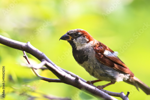 Sparrow bird perched sitting on tree branch. Male house sparrow songbird (Passer domesticus) sitting and singing on tree branch amidst green leaves close up photo. Bird wildlife scene.