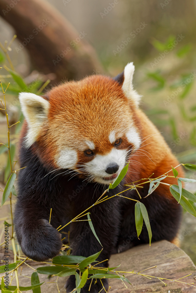 Obraz premium Red Panda.