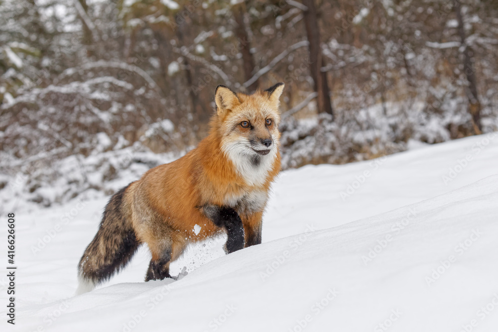 Red fox walking through fresh snow, Vulpes vulpes.