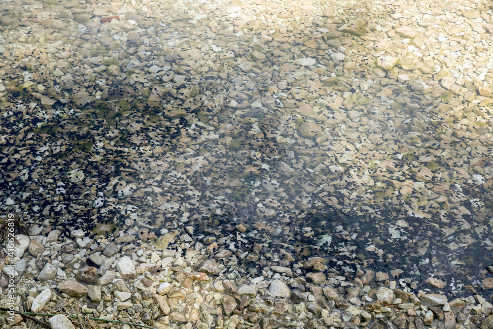 lots of pollywogs in a shallow mountain lake lots of pollywogs in a shallow mountain lake