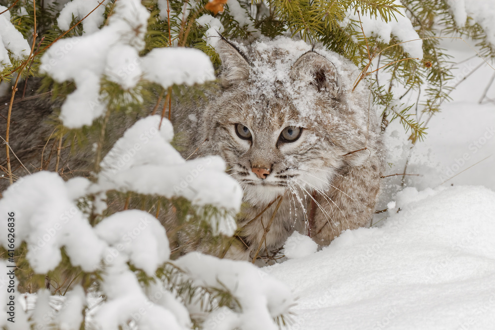 Bobcat in deep snow.