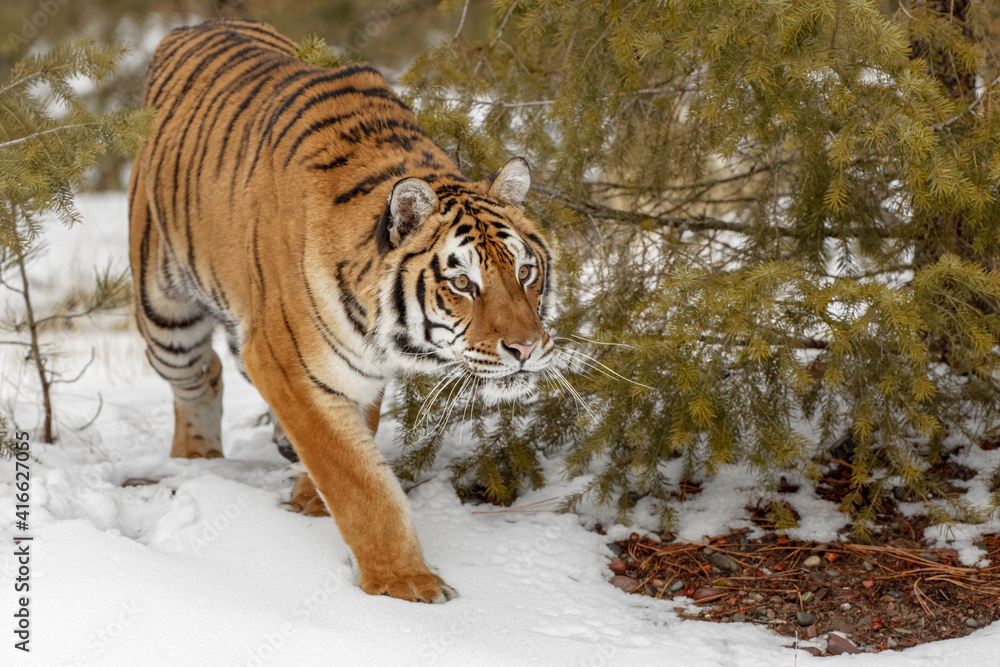 Obraz premium Siberian tiger in winter.