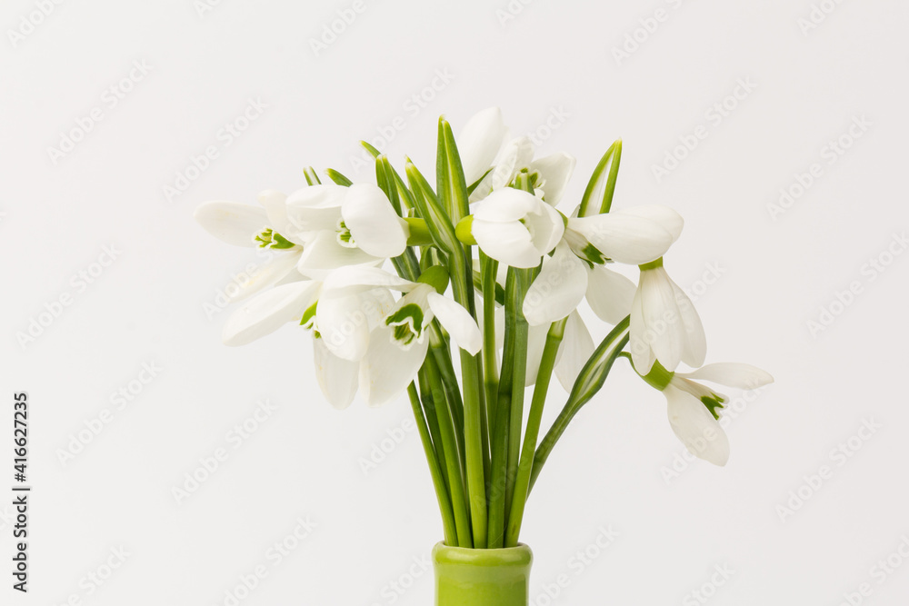 Snowdrop on white background. White springs flower in close-up with copy space. Snowdrop on white background. White springs flower in close-up with copy space.
