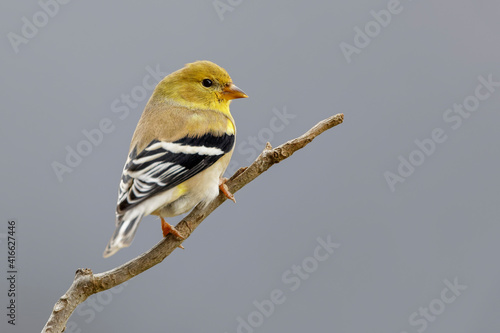 American Goldfinch in winter plumage. photo