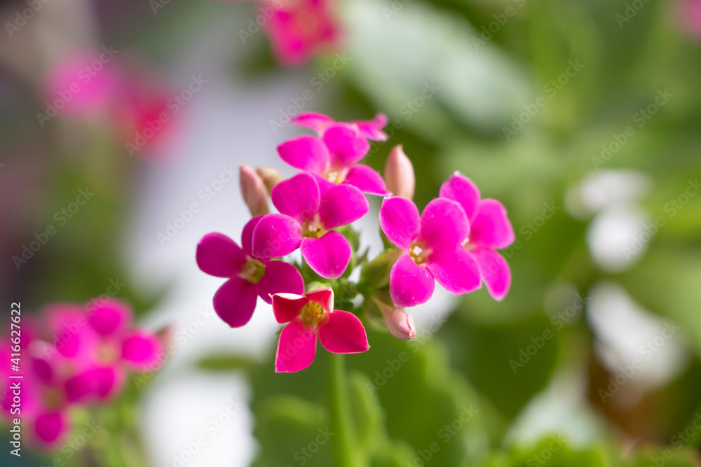 Fototapeta premium Close up of a Kalanchoe blossfeldiana in bloom
