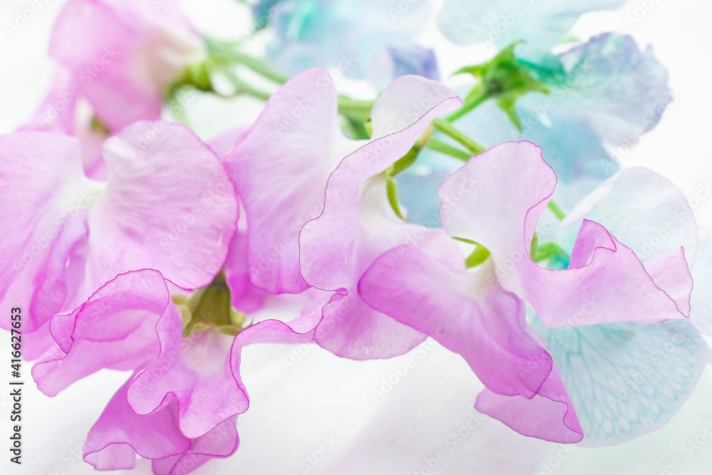 春の花スイートピー Stock Photo Adobe Stock