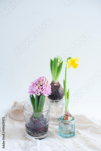 narcissus and hyacinth in glass on white background